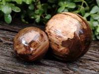 Polished Petrified Wood Sphere's x 3 From Gokwe, Zimbabwe