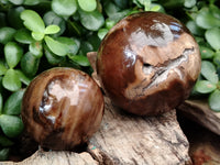 Polished Petrified Wood Sphere's x 3 From Gokwe, Zimbabwe