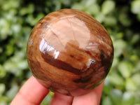 Polished Petrified Wood Sphere's x 3 From Gokwe, Zimbabwe