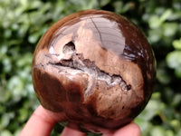 Polished Petrified Wood Sphere's x 3 From Gokwe, Zimbabwe