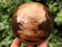 Polished Petrified Wood Sphere's x 3 From Gokwe, Zimbabwe