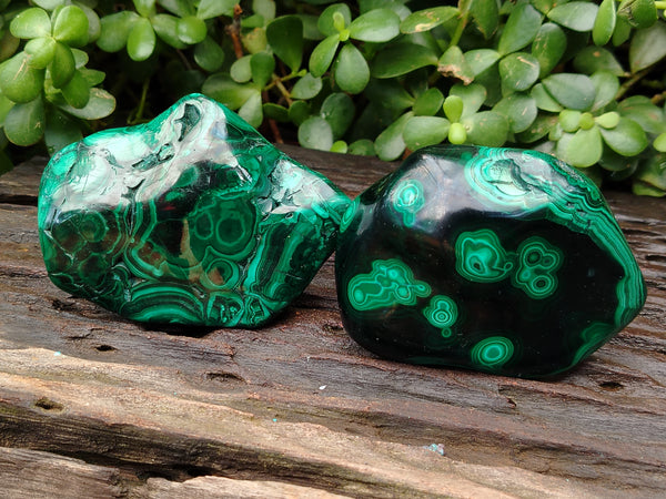 Polished Flower Banded Malachite Free Forms x 6 From Congo