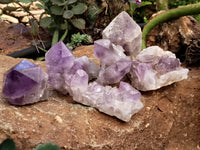 Natural Jacaranda Amethyst Quartz Cluster x 6 from Mumbwa, Zambia