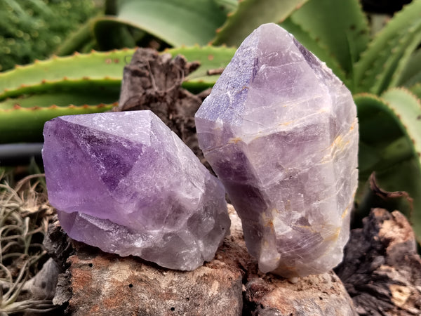 Natural Jacaranda Amethyst Quartz Cluster x 6 from Mumbwa, Zambia