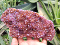 Natural Amethystos Amethyst Plates x 11 From Kwaggafontein, South Africa