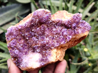 Natural Amethystos Amethyst Plates x 11 From Kwaggafontein, South Africa