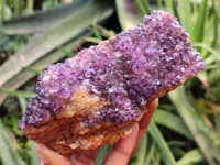 Natural Amethystos Amethyst Plates x 11 From Kwaggafontein, South Africa