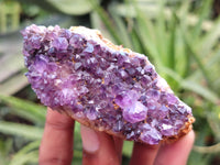 Natural Amethystos Amethyst Plates x 11 From Kwaggafontein, South Africa