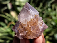 Natural Ametrine Spirit Quartz Crystals x 24 From Boekenhouthoek, South Africa