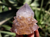 Natural Ametrine Spirit Quartz Crystals x 24 From Boekenhouthoek, South Africa