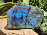 Polished Labradorite Standing Free Forms x 2 From Tulear, Madagascar