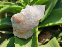 Natural Amethyst Cactus Spirit Quartz Cluster x 6 From Boekenhouthoek, South Africa