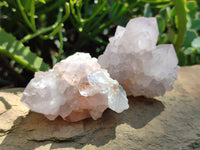 Natural Amethyst Cactus Spirit Quartz Cluster x 6 From Boekenhouthoek, South Africa