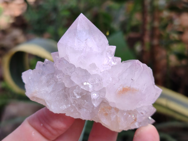 Natural Amethyst Cactus Spirit Quartz Cluster x 6 From Boekenhouthoek, South Africa