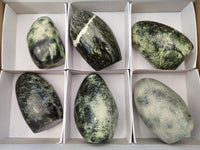 Polished Leopard Stone Standing Free Forms x 6 From Zimbabwe