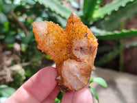 Natural Golden Solar Spirit Quartz Clusters x 12 From Boekenhouthoek, South Africa