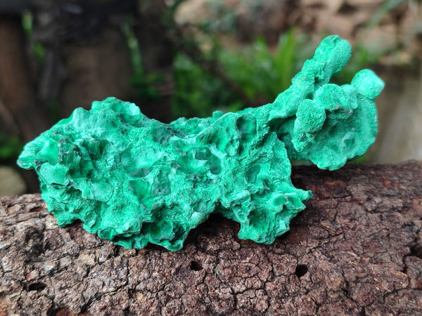 Natural Silky Malachite Specimens x 6 From Kasompe, Congo