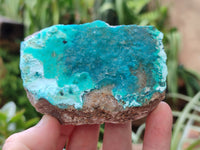 Natural Drusy Coated Chrysocolla on Dolomite Specimens x 6 From Congo