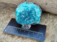 Natural Drusy Coated Chrysocolla on Dolomite Specimens x 6 From Congo