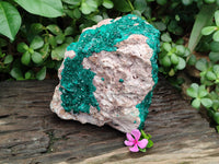 Natural Dioptase Cabinet Specimen x 1 From Likasi, Congo