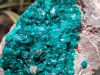 Natural Dioptase Cabinet Specimen x 1 From Likasi, Congo