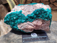 Natural Dioptase Cabinet Specimen x 1 From Likasi, Congo