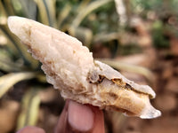 Natural Drusy Quartz Coated Calcite Pseudomorph Specimens x 35 From Alberts Mountain, Lesotho