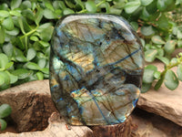 Polished Labradorite Standing Free Forms x 2 From Tulear, Madagascar