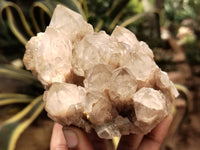 Natural Smokey Phantom Quartz Clusters x 2 From Luena, Congo