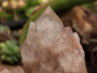 Natural Smokey Phantom Quartz Clusters x 2 From Luena, Congo