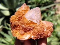 Natural Golden Solar Spirit Quartz Clusters x 20 From Boekenhouthoek, South Africa