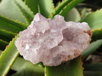 Natural Jacaranda Amethyst Quartz Clusters x 6 From Mumbwa, Zambia