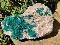 Natural Rare Dioptase Cabinet Specimen x 1 From Congo