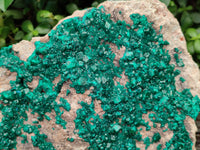 Natural Rare Dioptase Cabinet Specimen x 1 From Congo