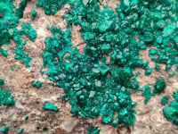 Natural Rare Dioptase Cabinet Specimen x 1 From Congo