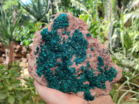 Natural Rare Dioptase Cabinet Specimen x 1 From Congo