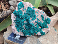 Natural Rare Dioptase Cabinet Specimen x 1 From Congo