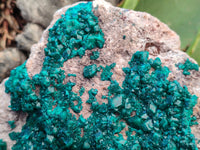 Natural Rare Dioptase Cabinet Specimen x 1 From Congo