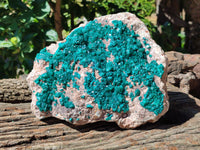 Natural Rare Dioptase Cabinet Specimen x 1 From Congo