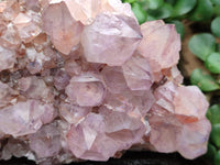 Natural Lilac Amethyst Spirit Quartz Cluster x 1 From Boekenhouthoek, South Africa