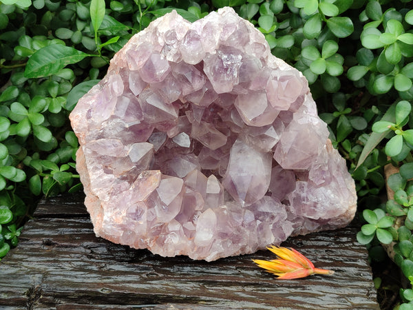 Natural Jacaranda Amethyst Quartz Cluster x 1 From Mumbwa, Zambia