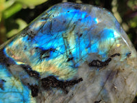 Polished Labradorite Standing Free Forms x 2 From Tulear, Madagascar