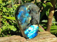 Polished Labradorite Standing Free Forms x 2 From Tulear, Madagascar