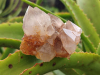 Natural Ametrine Spirit Quartz Clusters x 6 From Boekenhouthoek, South Africa