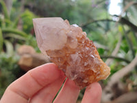 Natural Ametrine Spirit Quartz Clusters x 6 From Boekenhouthoek, South Africa