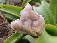 Natural Amethyst Spirit Quartz Clusters x 28 From Boekenhouthoek, South Africa