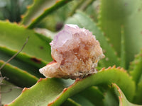 Natural Amethyst Spirit Quartz Clusters x 28 From Boekenhouthoek, South Africa