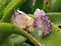 Natural Amethyst Spirit Quartz Clusters x 35 From Boekenhouthoek, South Africa