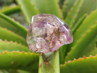 Polished Smokey Window Amethyst Quartz Crystals x 7 From Akansobe, Madagascar