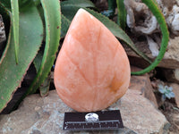 Polished Orange Twist Calcite Leaf Carving Standing Free Forms x 2 From Madagascar